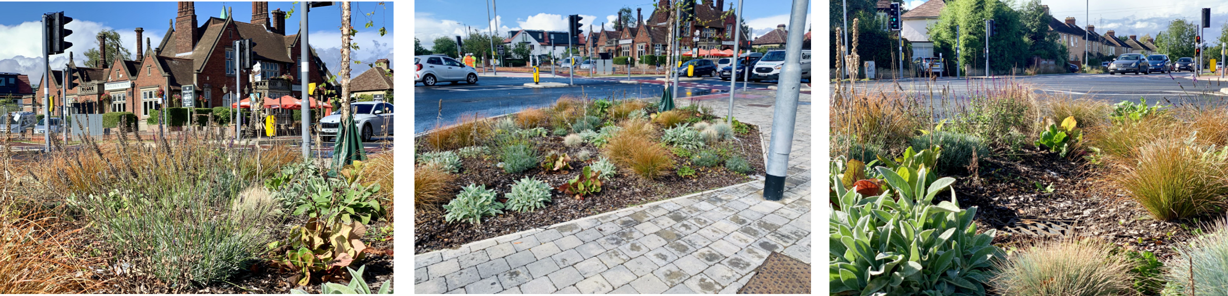 King’s Hedges landscaping and rain garden.