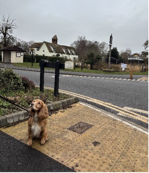Dog Walking - Jan 2025