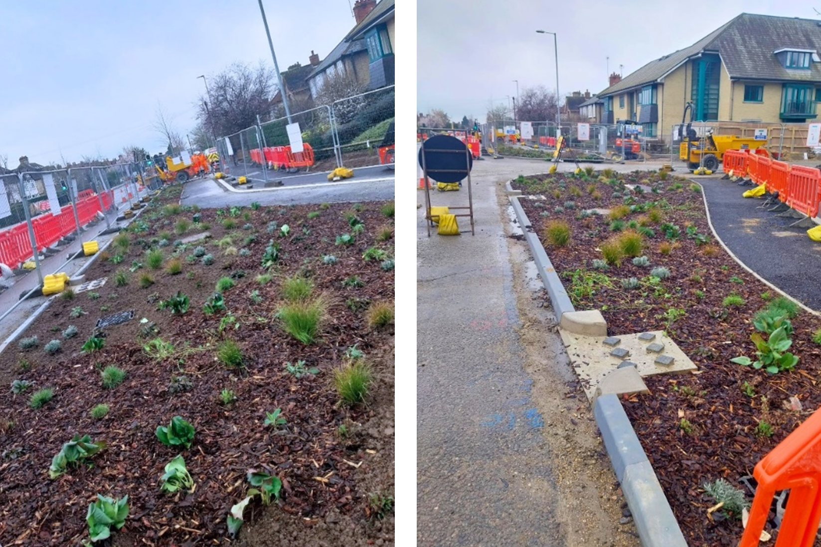 Rain garden 2